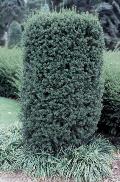 Hatfield Yew / Taxus x media 